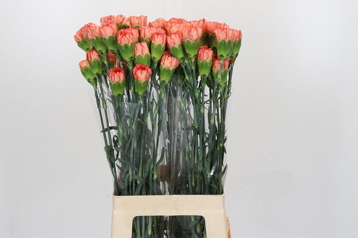 <h4>Dianthus St Kalimero</h4>