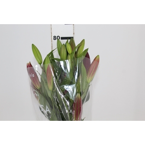 LIRIO TOUCHSTONE 080 CM HT 3/5 FLS