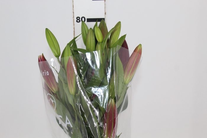 <h4>LIRIO TOUCHSTONE 080 CM HT 3/5 FLS</h4>