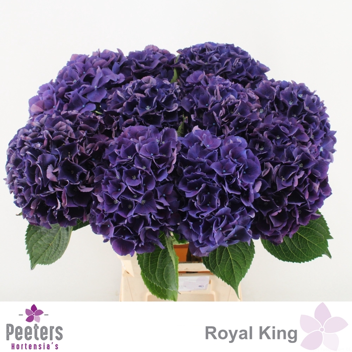 <h4>HYDR M ROYAL KING</h4>