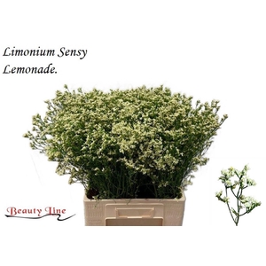 LIM SIN SENSY LEMONADE 25 GR.