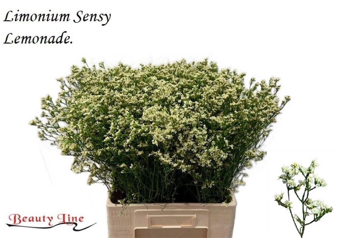 <h4>LIM SIN SENSY LEMONADE 30 GR.</h4>