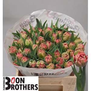 TU DU QUIN TRUSTFULL