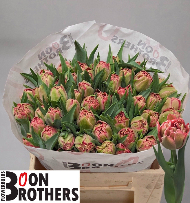 <h4>TU DU QUIN TRUSTFULL</h4>