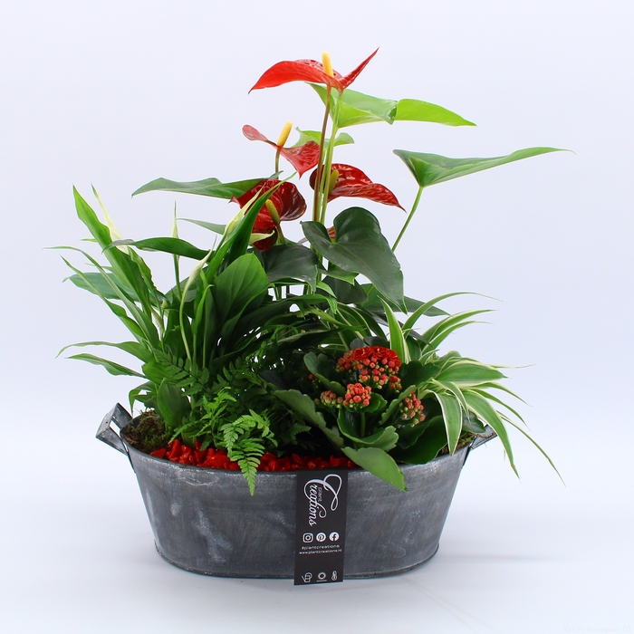 <h4>ANCR-2344 Anthurium creatie</h4>