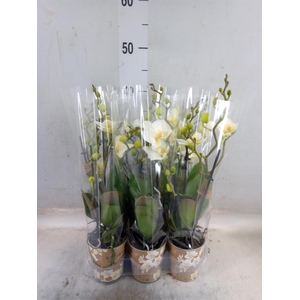 Phalaenopsis multi. 'Ant Lausanne'