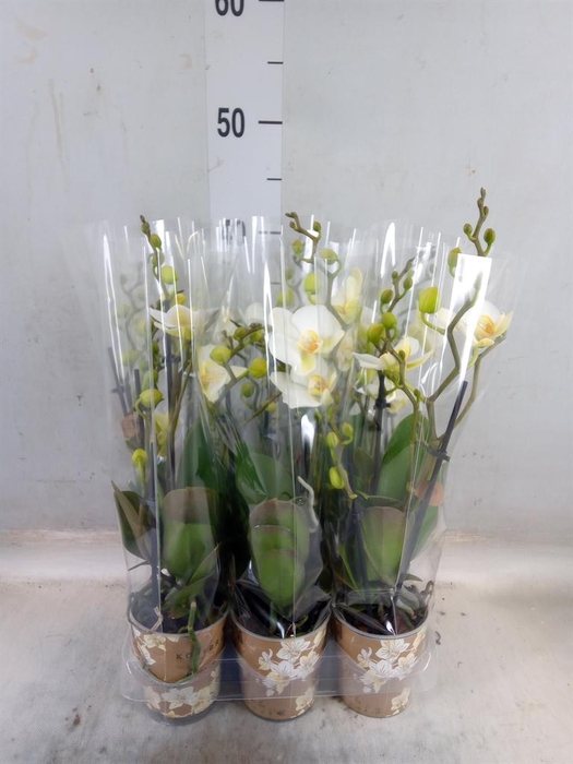 <h4>Phalaenopsis multi. 'Ant Lausanne'</h4>