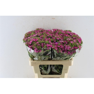 Di Barb Amazone Pink