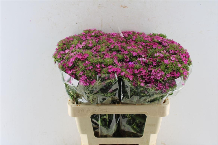 <h4>Di Barb Amazone Pink</h4>