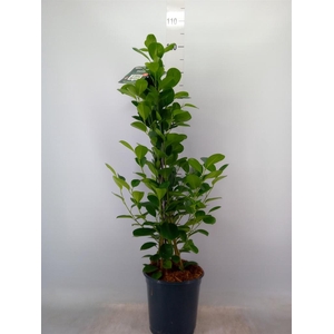 Ficus microcarpa 'Moclame'