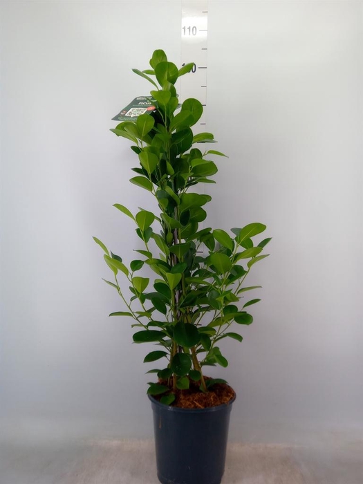 <h4>Ficus microcarpa 'Moclame'</h4>