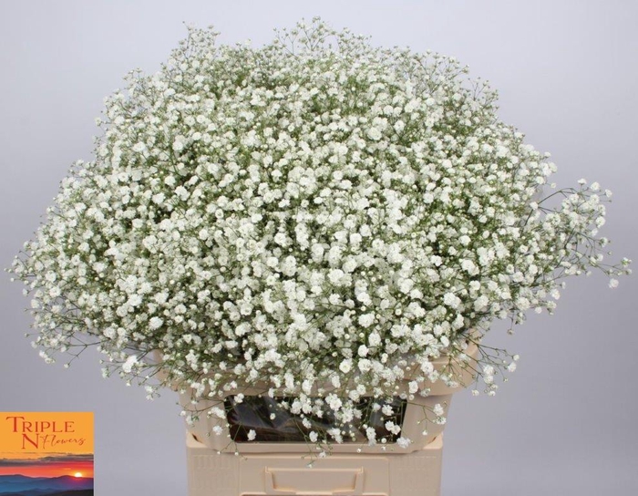 <h4>GYPS PA XLENCE</h4>