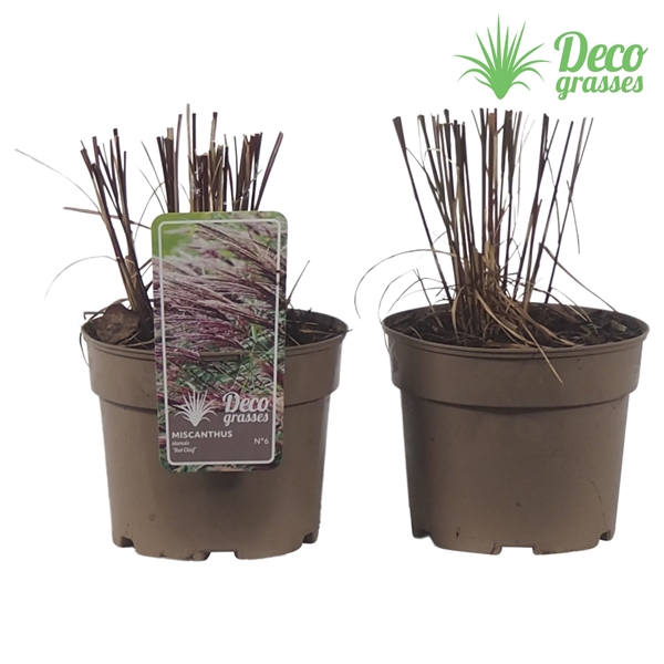 <h4>Miscanthus sinensis 'Red Chief'</h4>