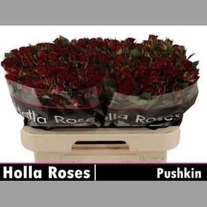 R TR PUSHKIN