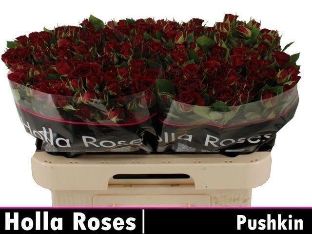 <h4>R TR PUSHKIN</h4>