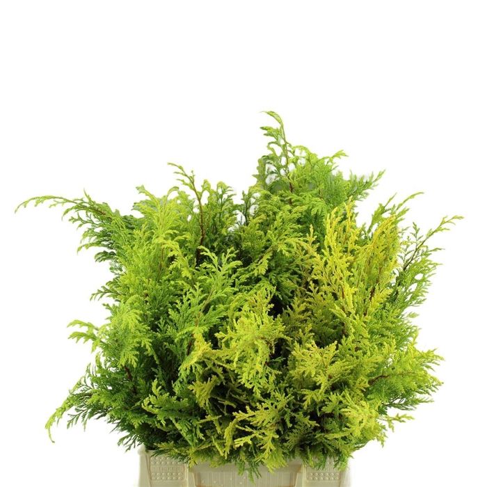 <h4>Conif.ch.pis. Aurea Pluis</h4>