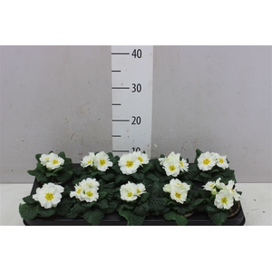 Primula Acaulis Cairo White