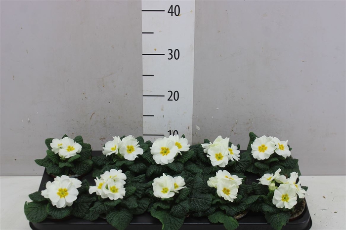 <h4>Primula Acaulis Cairo White</h4>