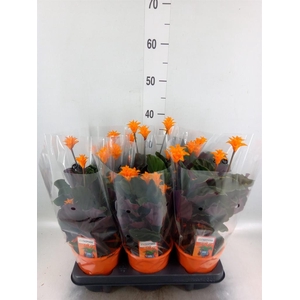 Calathea crocata 'Tassmania'