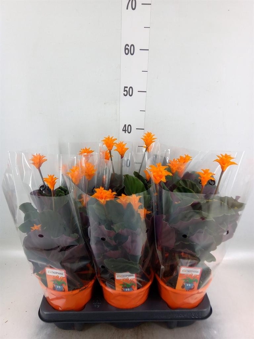 <h4>Calathea crocata 'Tassmania'</h4>