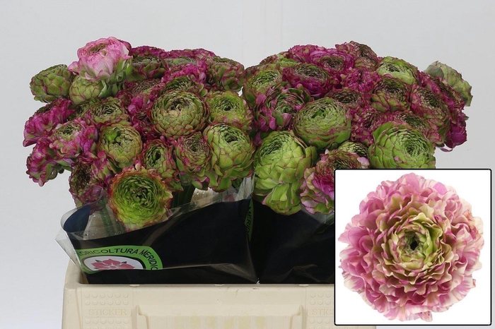 <h4>RANUNCULUS OV</h4>