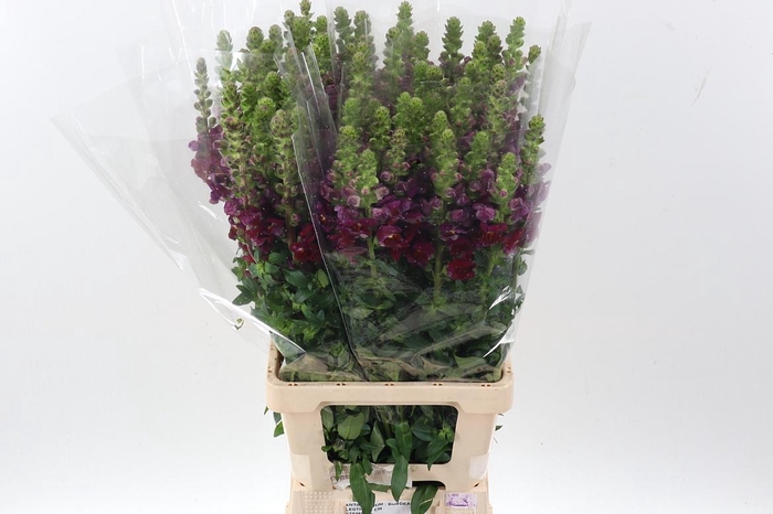 <h4>Antir Poto Crimson</h4>