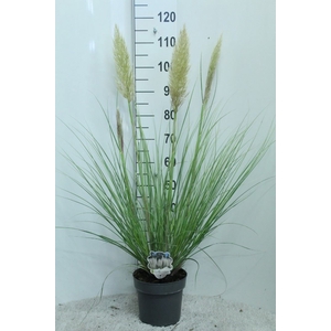 Cortaderia   ...