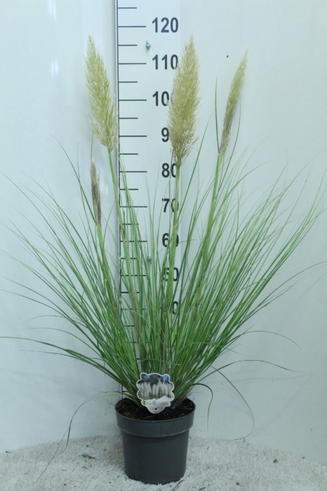 <h4>Cortaderia   ...</h4>