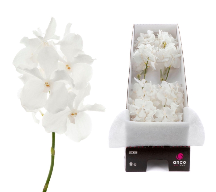 <h4>Vanda  'Kanchana Ansu No. 1'</h4>