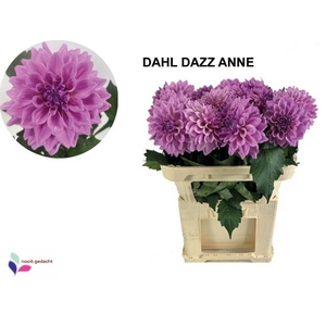 DAHL OV
