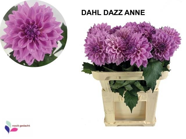 <h4>DAHL OV</h4>