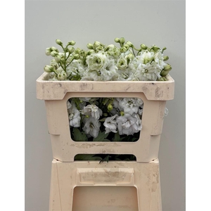 Delph Du Cent White