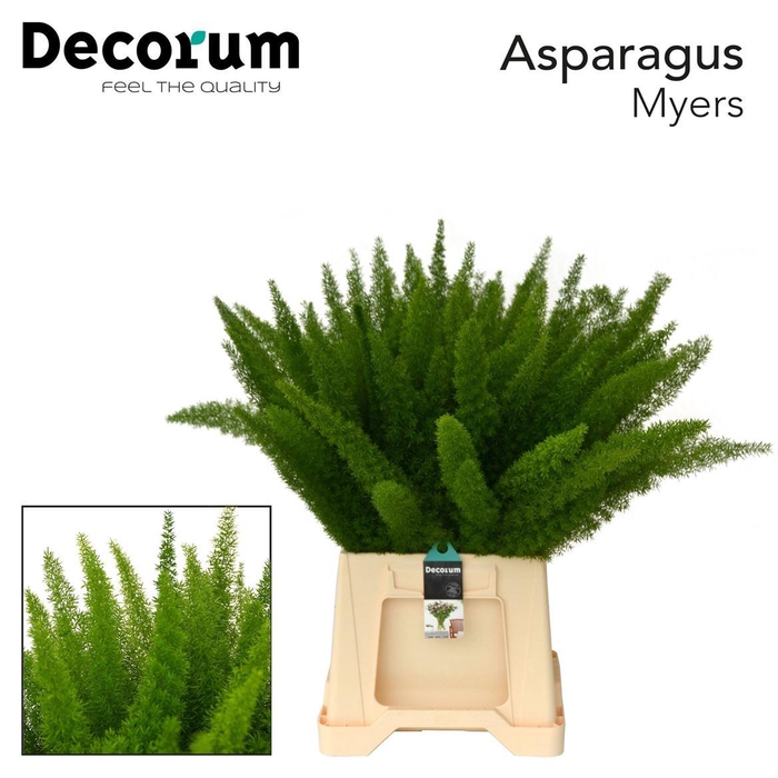 <h4>Asparagus densiflorus 'Meyers'</h4>