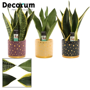 Sansevieria Super mix 12 cm in Sparkle (Rich Love-collection)