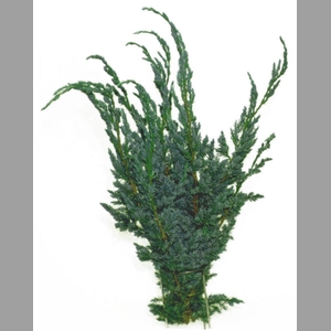 C Juniperus Squamata Meijer