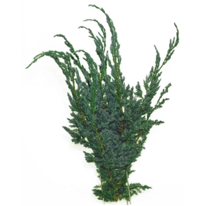 C Juniperus Squamata Meijer