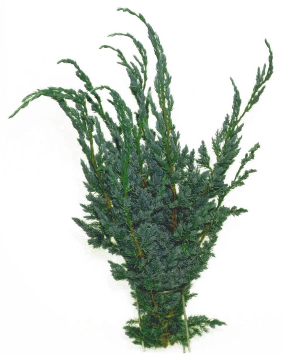 <h4>C Juniperus Squamata Meijer</h4>