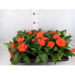 Impatiens NG 'ColPow Orange Red'