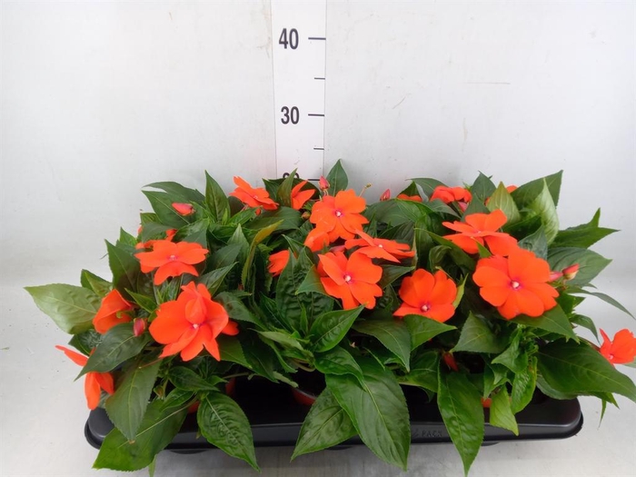 <h4>Impatiens NG 'ColPow Orange Red'</h4>