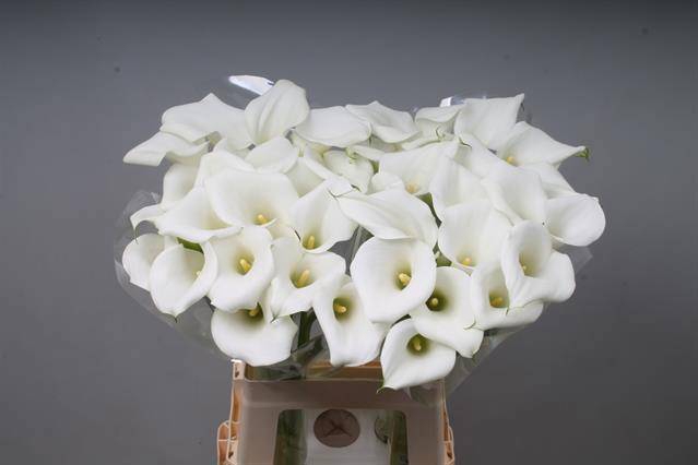 <h4>ZANT WHITE ART</h4>
