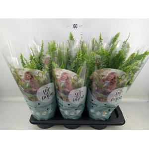 Nephrolepis exal. 'Green Lady'