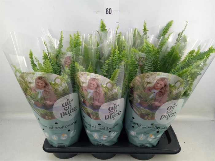 <h4>Nephrolepis exal. 'Green Lady'</h4>