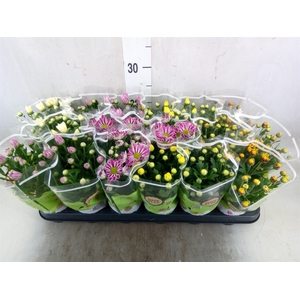 Chrysanthemum   ..mix 5