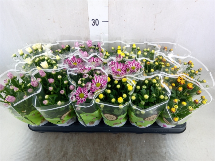 <h4>Chrysanthemum   ..mix 5</h4>