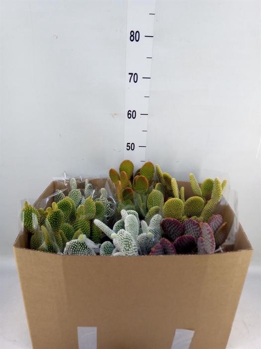 <h4>Opuntia microdasys</h4>