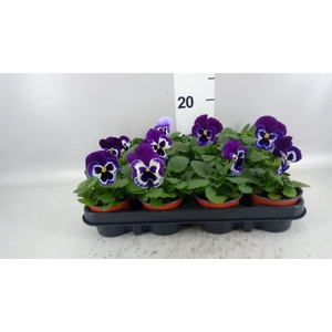 Viola wr. 'Alpha Purple White'
