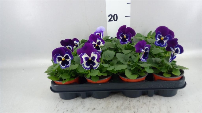 <h4>Viola wr. 'Alpha Purple White'</h4>