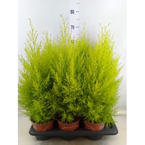 Cupressus macro. 'Goldcrest Wilma'