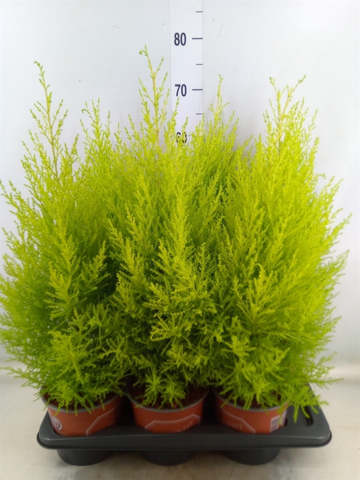 <h4>Cupressus macro. 'Goldcrest Wilma'</h4>