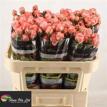 <h4>R Tr Amazing Magic</h4>